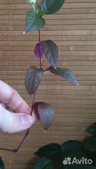 Альтернантера