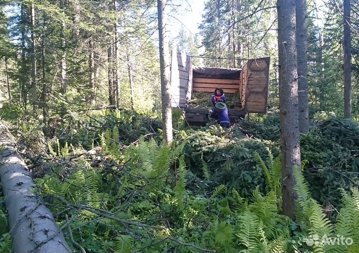 Продам масло пихтовое. Эфирные масла. Ароматерапия