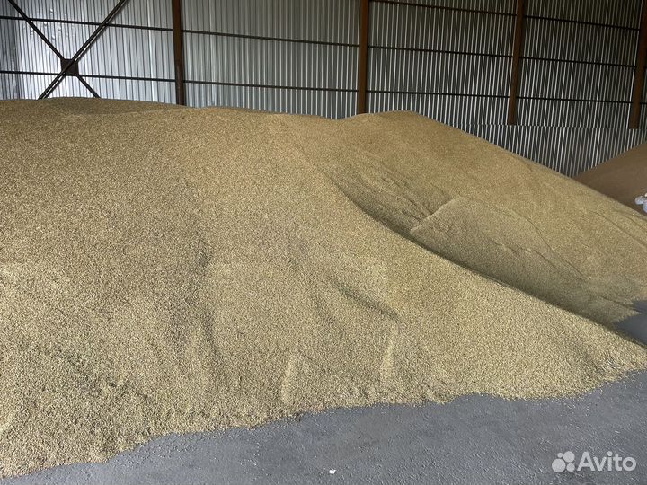 Зерно пшеница ячмень