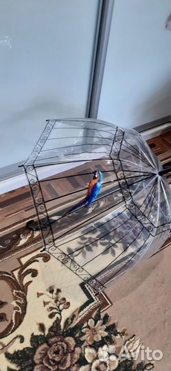 Зонт-трость райская птица