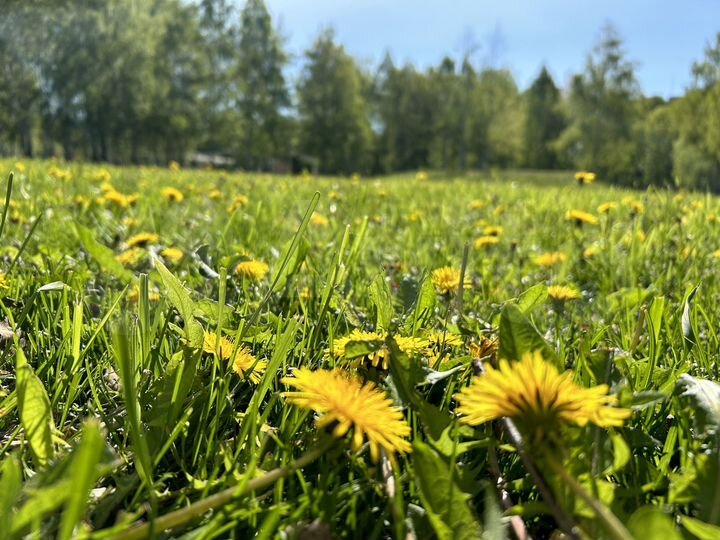 Участок 12 сот. (ИЖС)