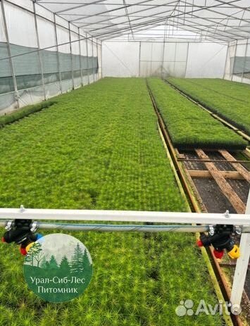 Зкс Сосна сеянцы Ели Лиственницы окс Голуб Горная