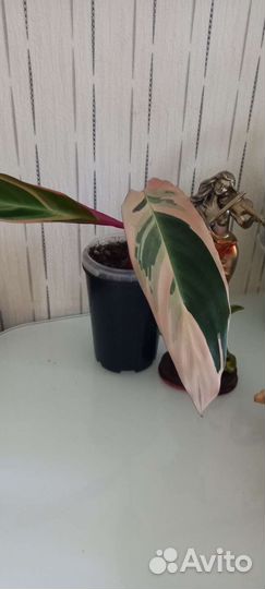 Строманта триколор,калатея Лансифолия