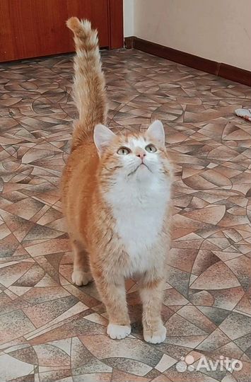 Кошечка Катя