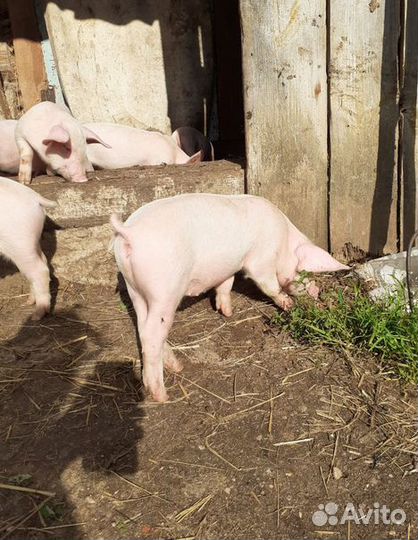 Поросята домашние