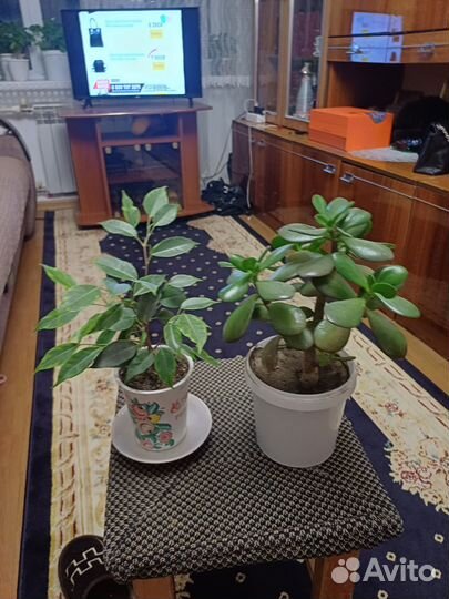 Спатифиллум