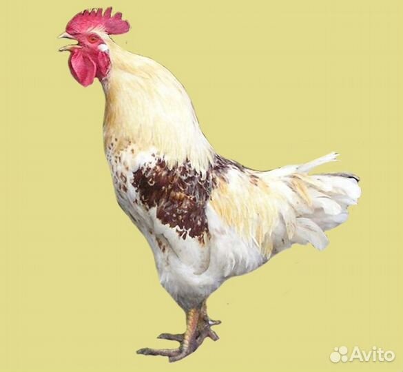 Молодые петушки