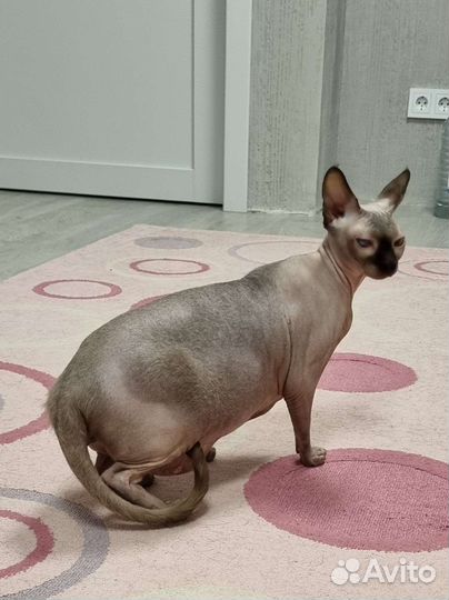 Передержка кошек, домашняя гостиница для котов