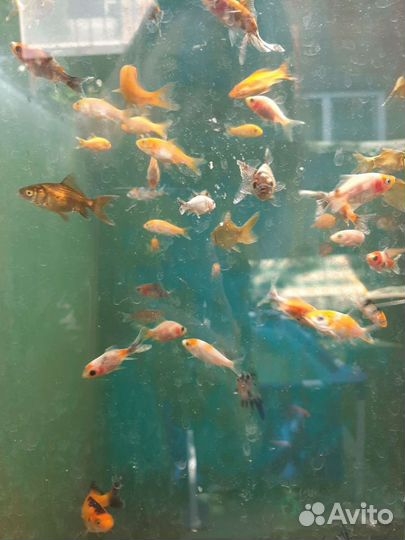 Малек кометы и кои