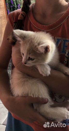 Котята от кошки мышеловки. Бесплатно