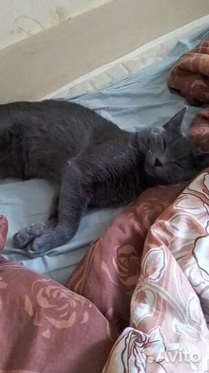 Вязка кот, мальчик ищет невесту