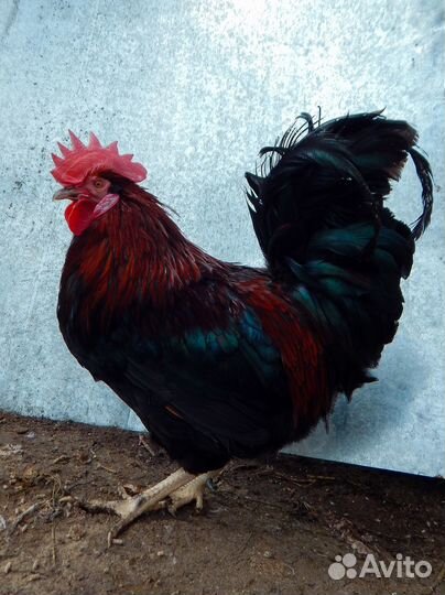 Петухи черные и белые