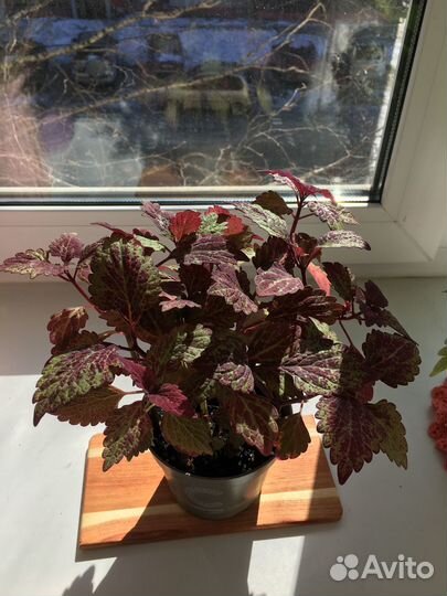 Колеусы вегетативные