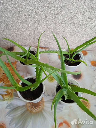 Алоэ лечебное