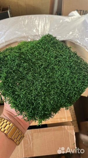 Плоский мох стандарт