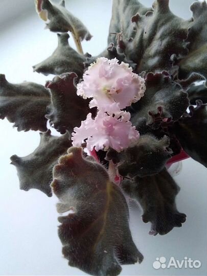 Фиалка сортовая, не детка