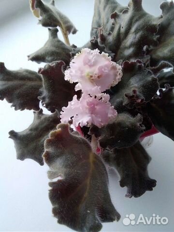 Фиалка сортовая, не детка