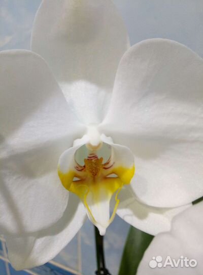 Коллекционные орхидеи