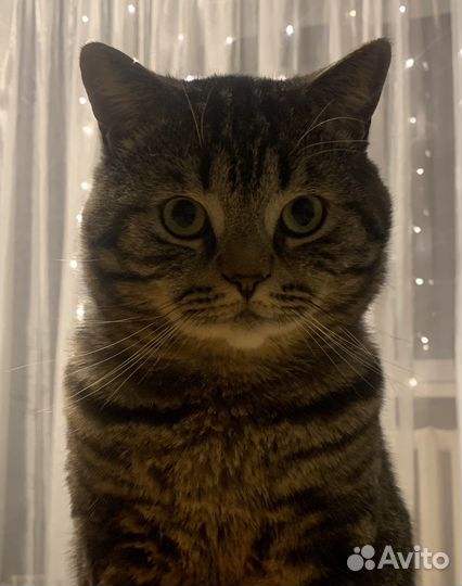 Кот на вязку британец