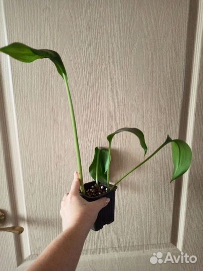 Эухарис амазонская лилия