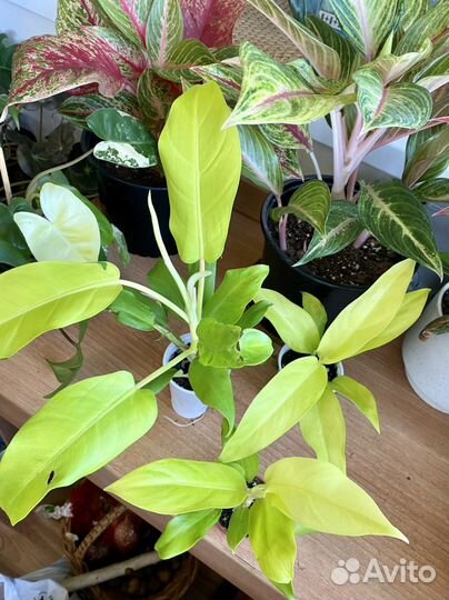 Филодендрон Малая голд(голди лок)