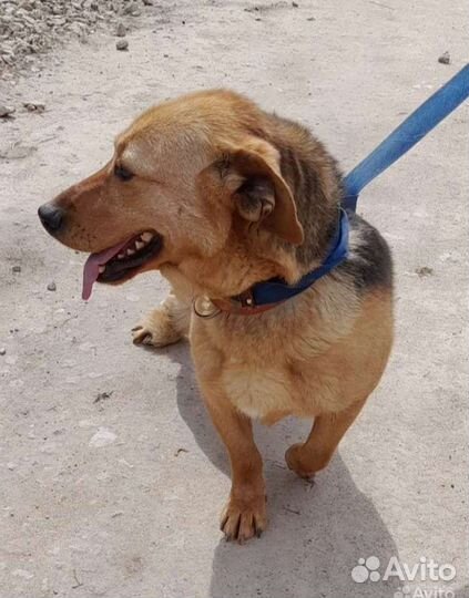 Собачки в добрые руки