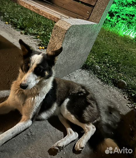 Собака в добрые руки