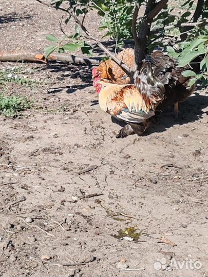 Карликовый петух