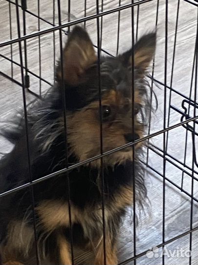 Метис в добрые руки