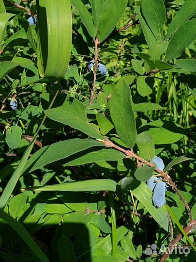 Жимолость свежая, цена за литр