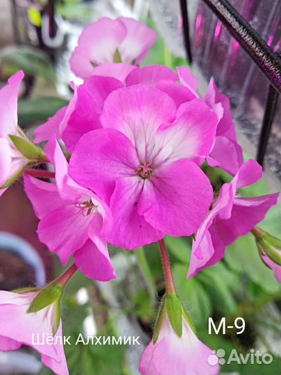 Пеларгонии сортовые