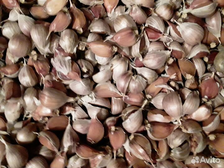 Чеснок на посадку (однозубки и зубки) и на еду