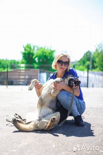 Отдаем собаку в добрые руки