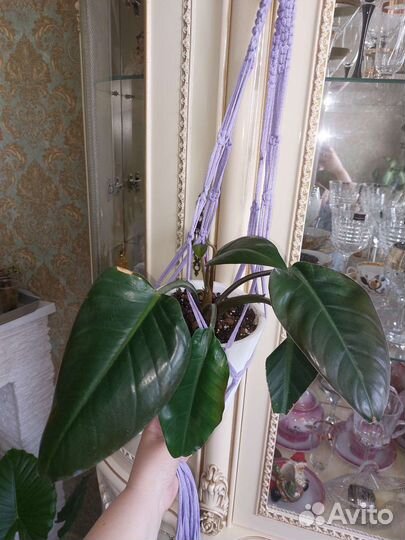 Филодендрон Конго ред