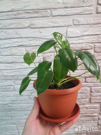 Филодендрон
