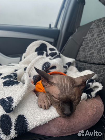 Вязка Сфинкс мальчик