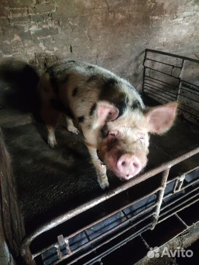 Продаётся хряк