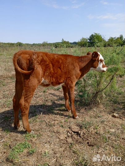 Телочка на молоко