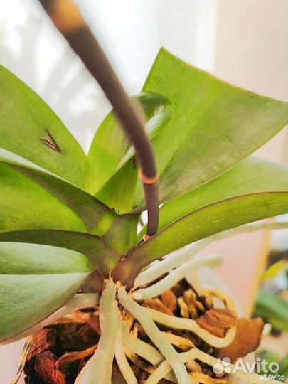 Орхидея фаленопсис