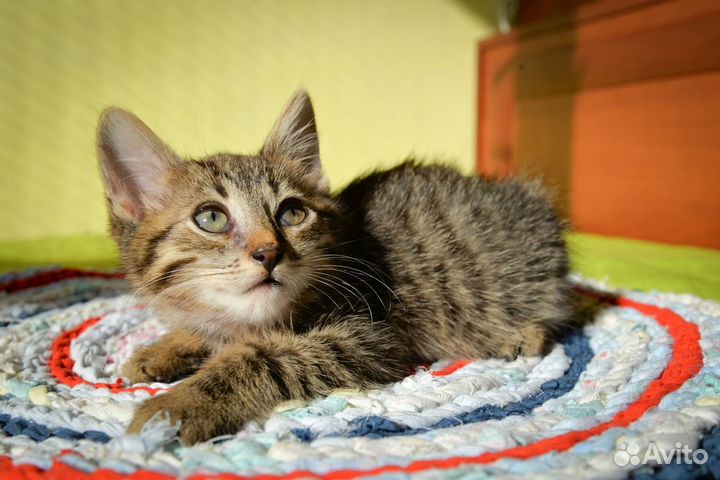 Нежный ласковый котенок мальчик 2 месяца