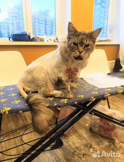 Грумер-ветврач, стрижка кошек с выездом на дом