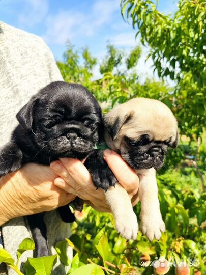 Щенки мопса