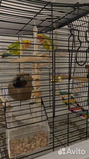 Попугай неразлучники с клеткой