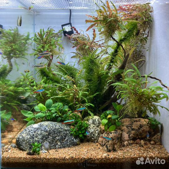 Дизайн и Оформления Аквариумов Обслуживание