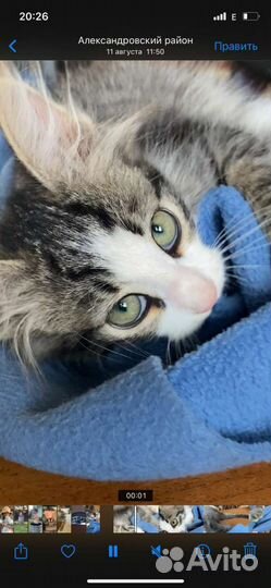 Котята-кошечки