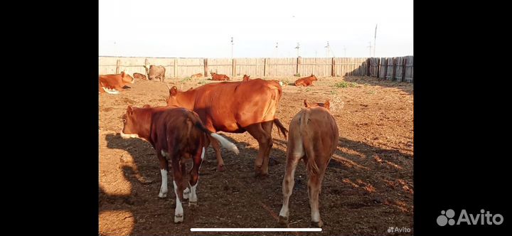 Корова стельная