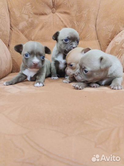 Собака чихуахуа