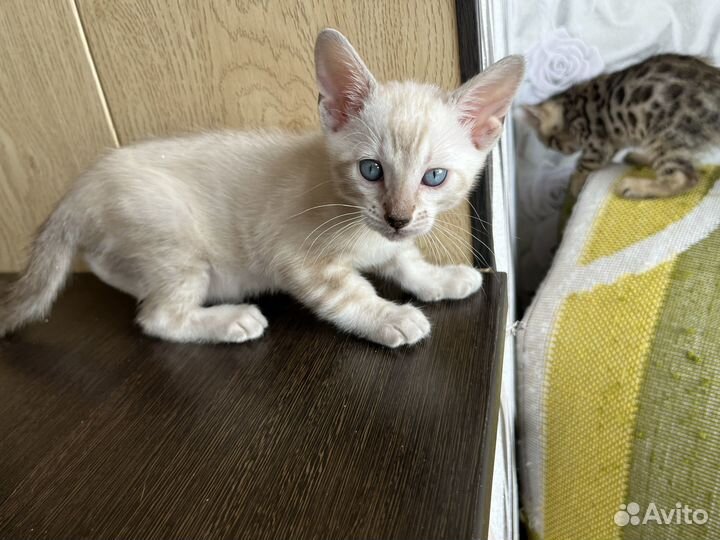 Бенгальские котята