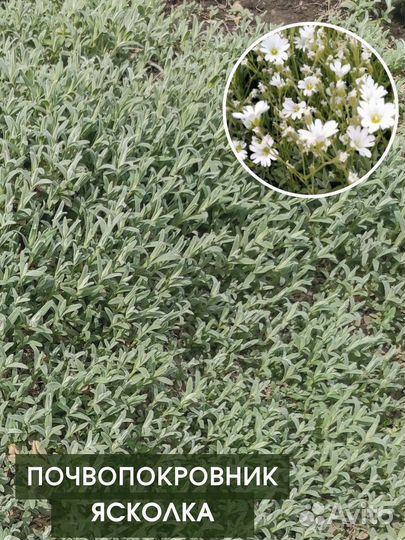 Хризантемы