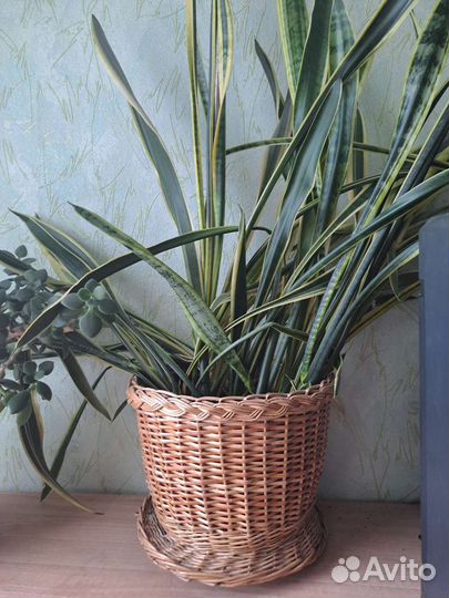 Плошка керамическая